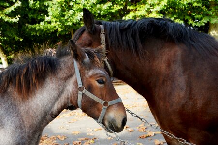 Mane horses horseback riding photo