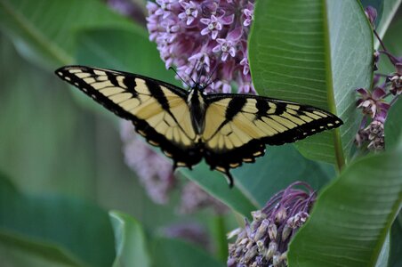 Yellow stripe nature