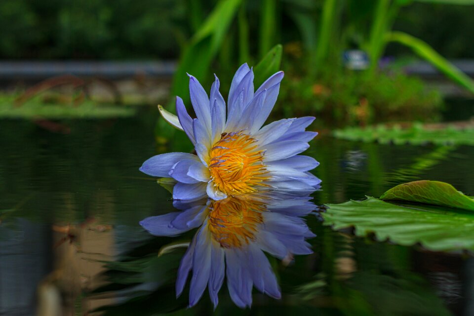 Plant summer nature
