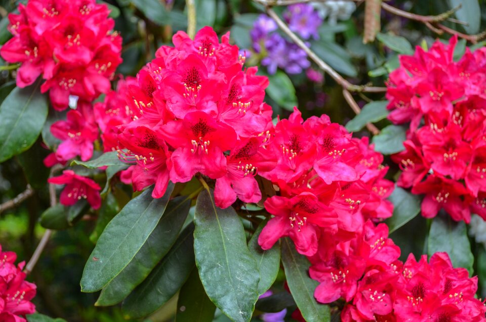 Garden leaf rhododendron