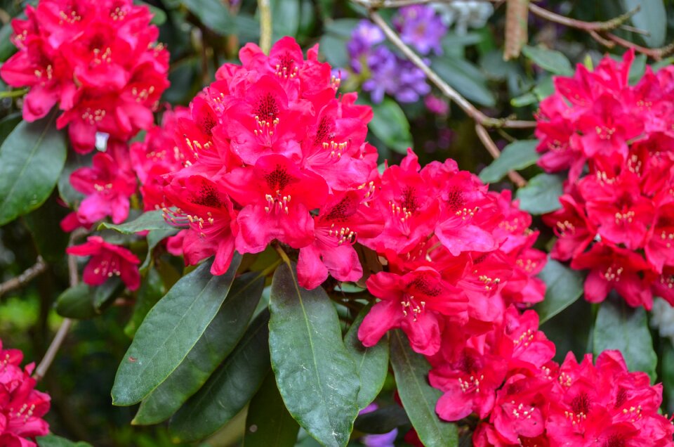 Garden leaf rhododendron photo