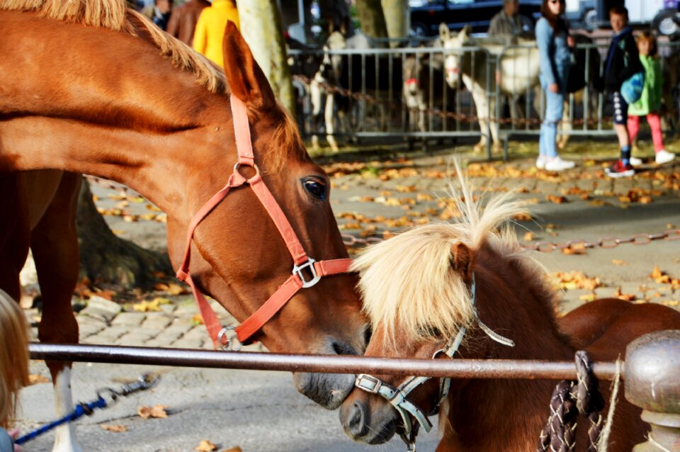 Cute mammal riding stable