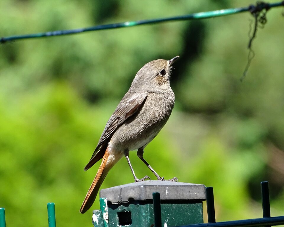 Bird sperling songbird