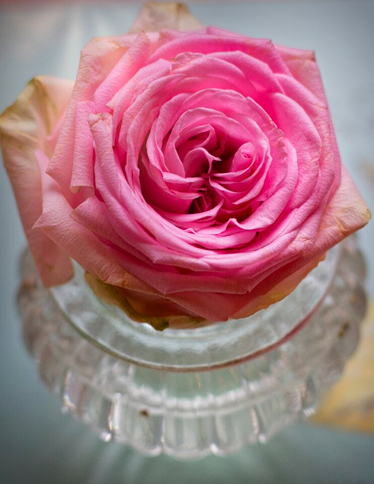 Greeting card flowers love