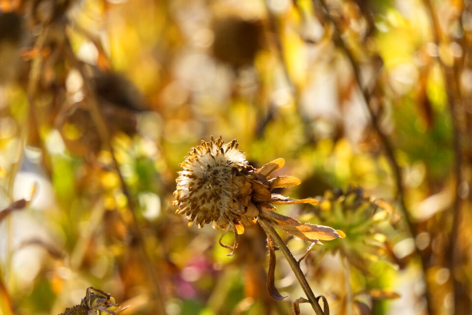 Transient withers garden