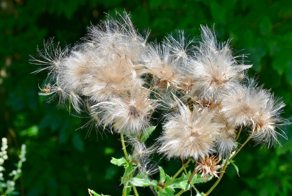 Acker thistle flora cirsium arvense