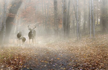 Mist morning fog photo