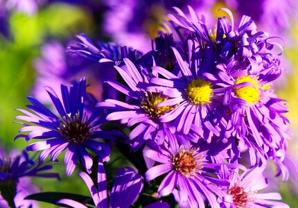 Nature purple bloom