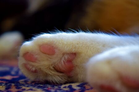 Cat paw Free photos