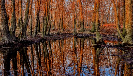 Trees reflections nature