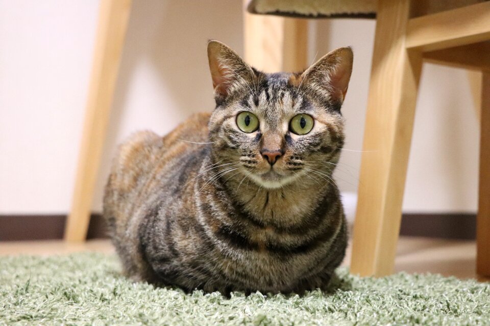 Whisker pet kijitora