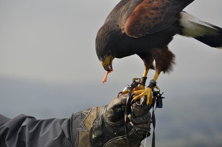 England yorkshire hawk photo