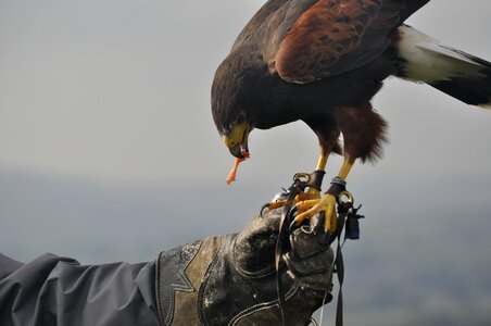 England yorkshire hawk