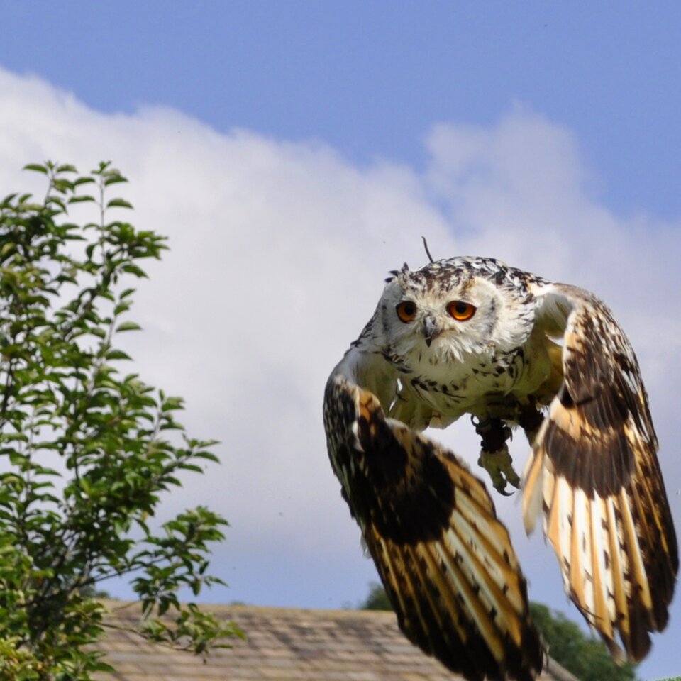 England sky predator