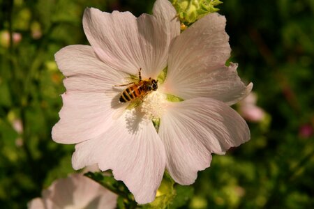 Insect pollination white