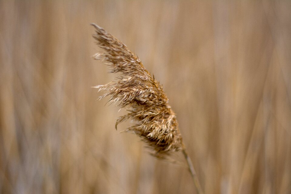 Nature wind kolosok