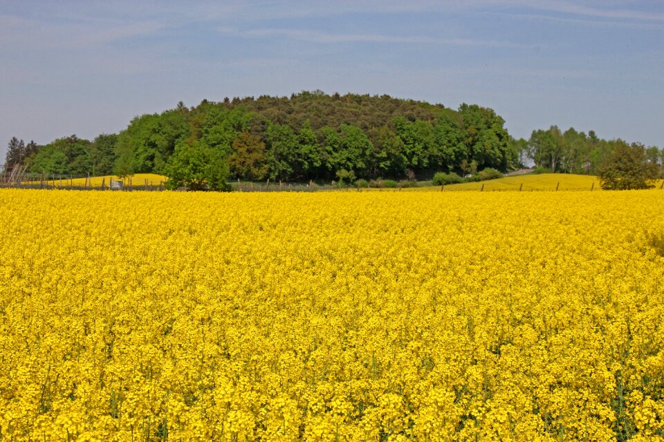 Farm landscape field of rapeseeds