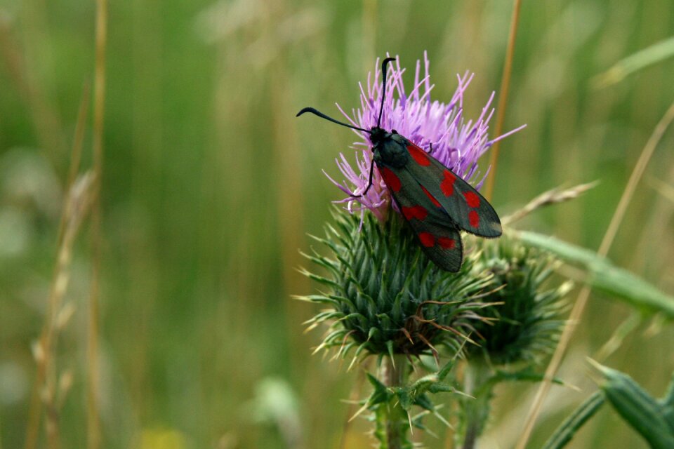 Thistle blossom bloom
