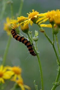 Caterpillar flowers yellow