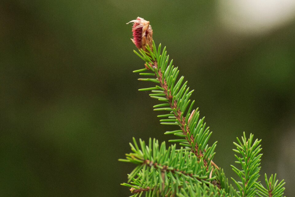 Green evergreen tree
