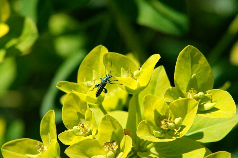 Green yellow blossom