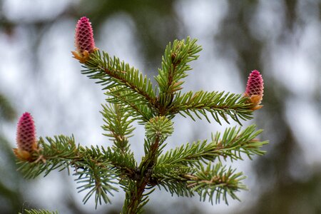 Green evergreen tree