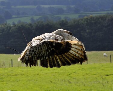 Bird wildlife raptor