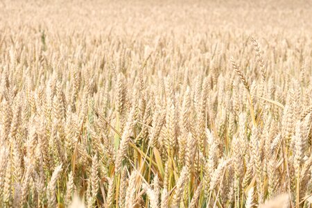 Country nature harvest