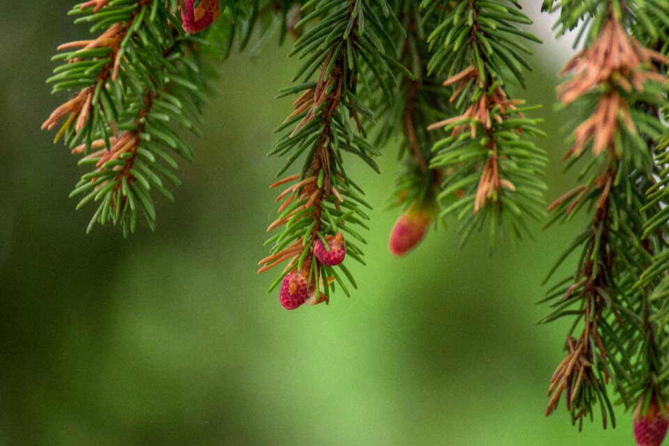 Green evergreen tree