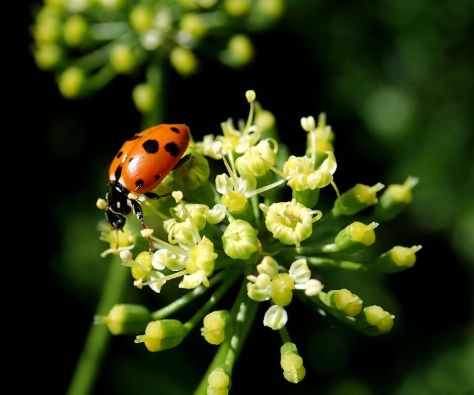 Parsley flower garden nature