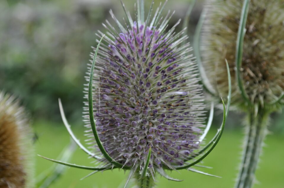 Flower nature summer