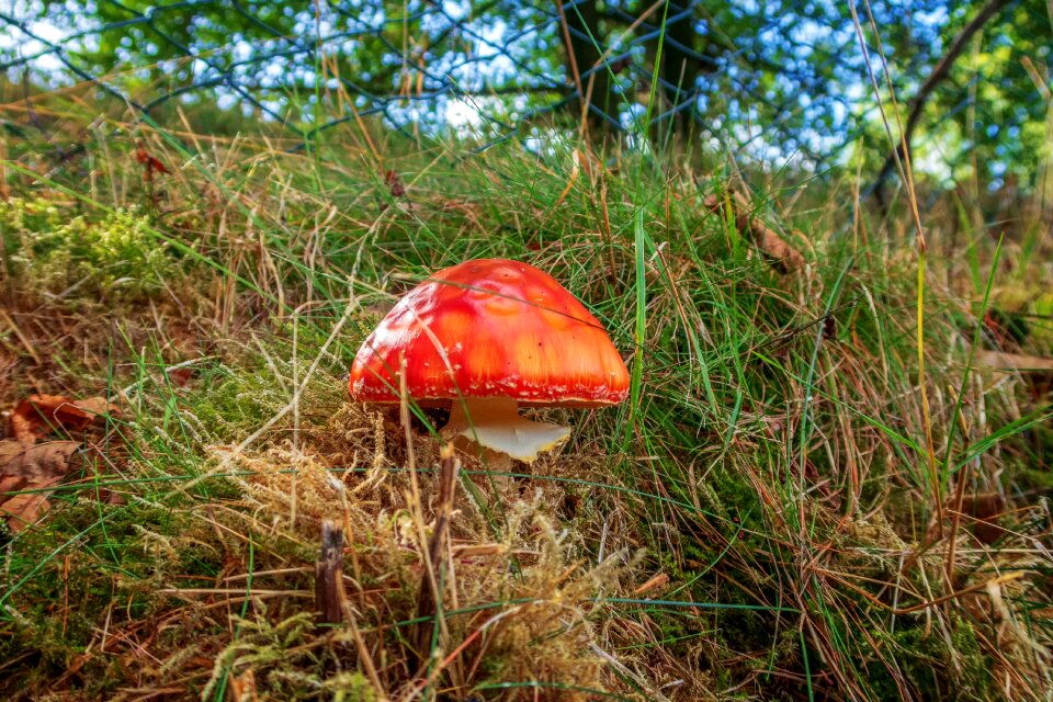Autumn fly agaric forest mushroom