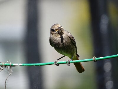 Sperling songbird old world flycatcher photo