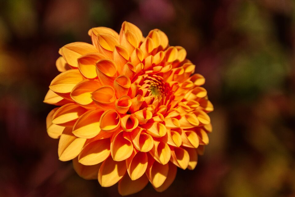 Plant bloom orange