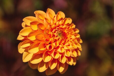 Plant bloom orange