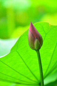Flower lotus aquatic plants