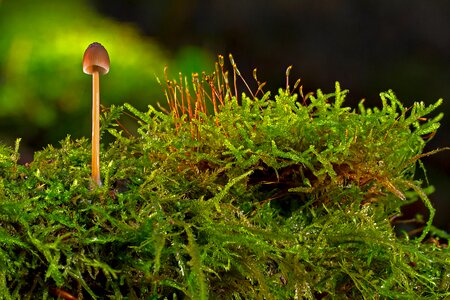 Forest autumn mini mushroom photo