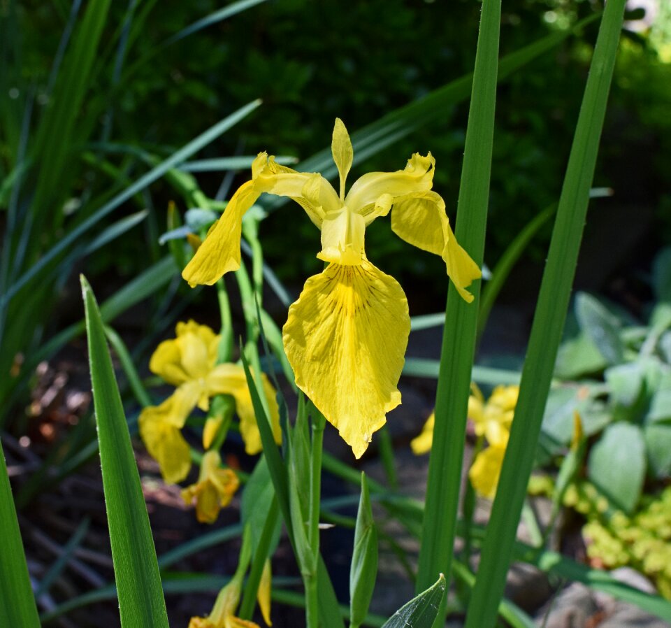 Blossom bloom plant