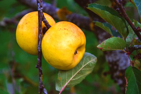 Fruit fresh tree