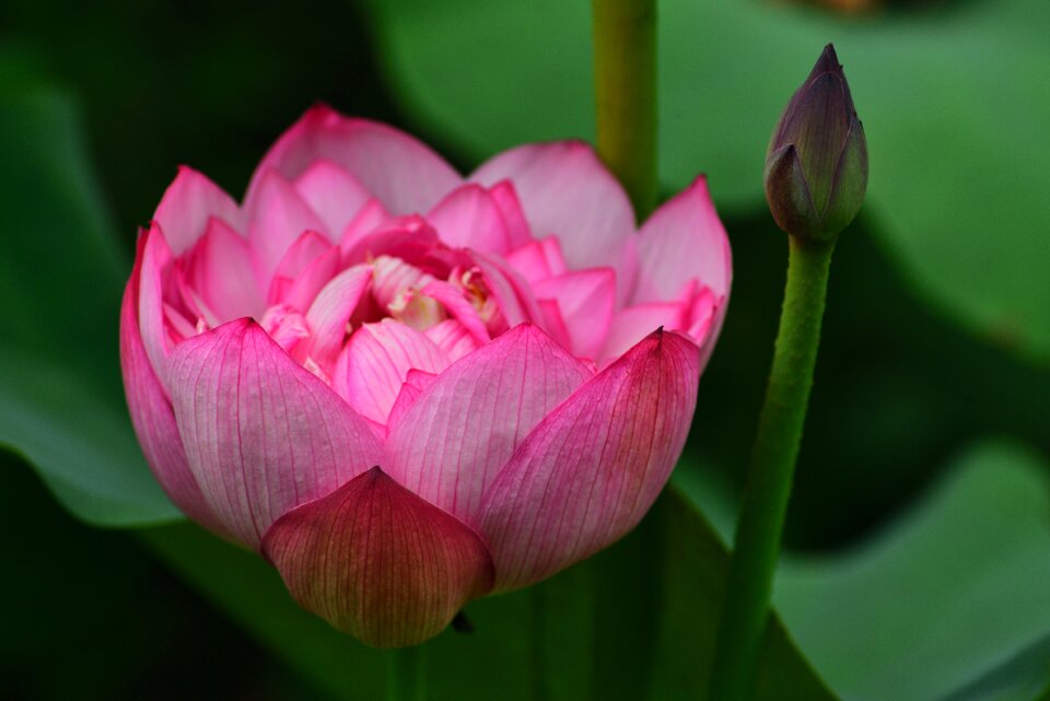 Flower lotus aquatic plants