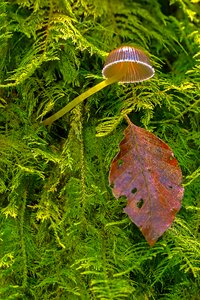 Leaf leaves forest photo