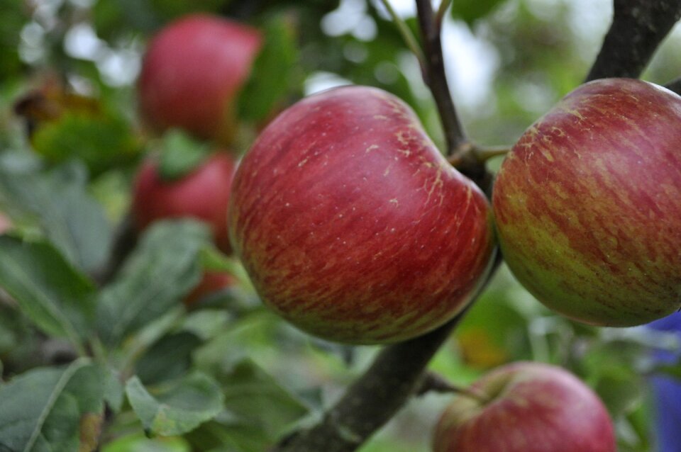 Apple orchard fruit agriculture