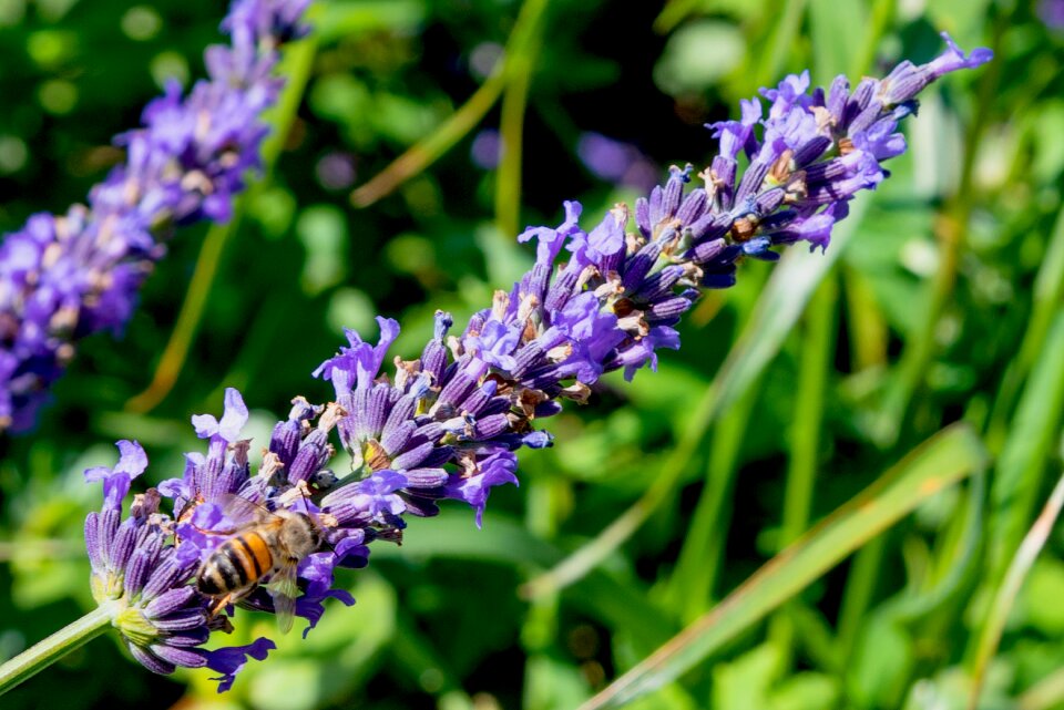 Provence insects violet