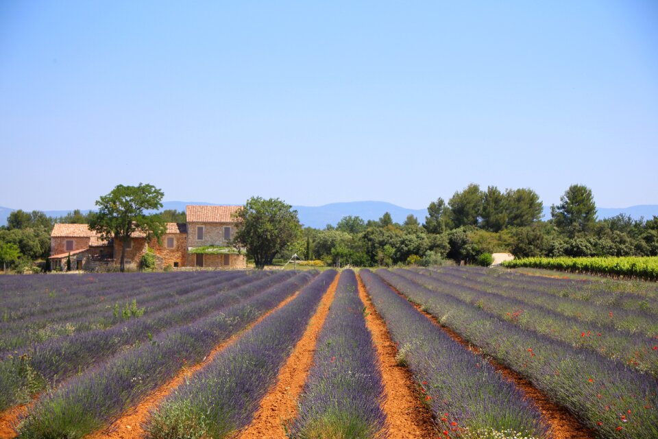 Lavender field south of france alpes-de-haute-provence