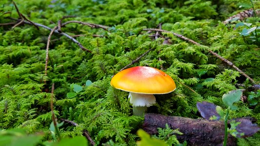 Green forest orange