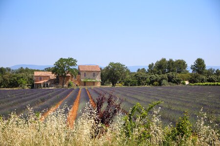 Lavender field south of france alpes-de-haute-provence photo
