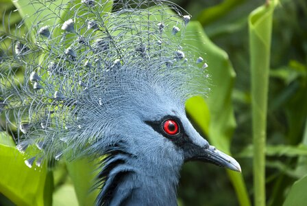 Exotic birds blue