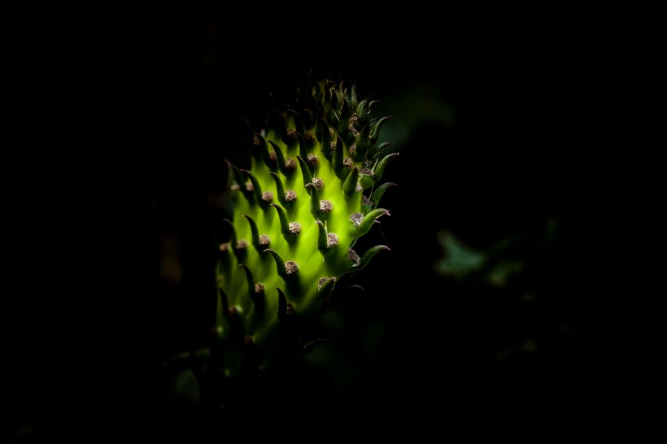 Nature garden bloom