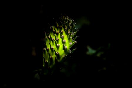 Nature garden bloom