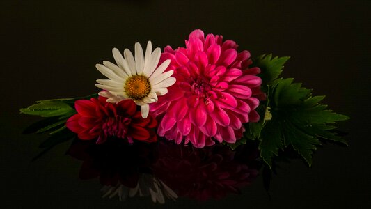 White dahlias margarite photo